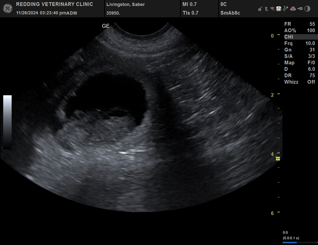 Ultrasound image of puppy.